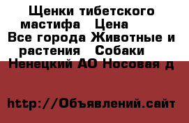 Щенки тибетского мастифа › Цена ­ 80 - Все города Животные и растения » Собаки   . Ненецкий АО,Носовая д.